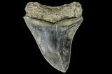Serrated, Fossil Megalodon Tooth - Indonesia #151822-2